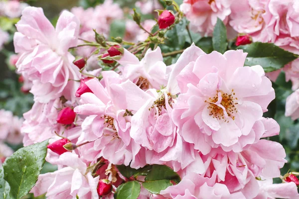 Bush de rosas rosadas en el jardín después de la lluvia —  Fotos de Stock