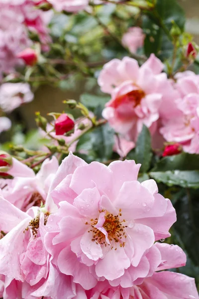 Bush av rosa rosor i trädgården efter regn — Stockfoto