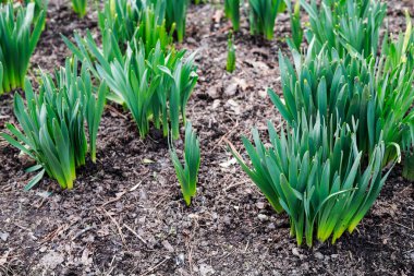 Nergis çiçekleri topraktan çıkıyor. Bahçede ilkbahar