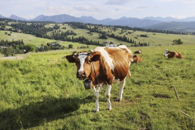 Bir inek sürüsü çayırda otluyor. Dağlarda tarım