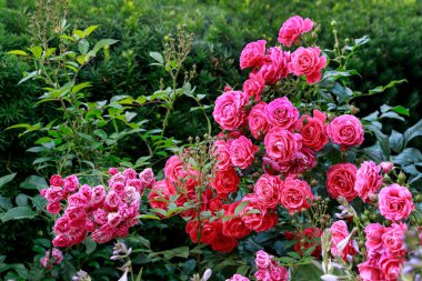 Bahçede sersemletici gül çalıları. Yazlık ev dekorasyonu