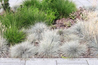 Minimalist tarzı temsil eden modern bir bahçedeki bitkiler. Ev bahçesi dekorasyonu