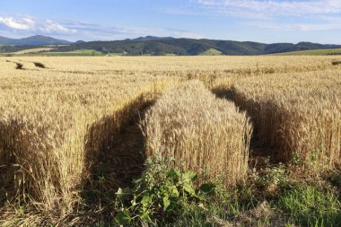 Yazın altın buğday tarlası. Grafiksel kaynaklar