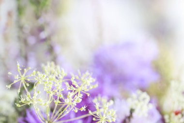 Meadowsweet, devedikeni, astransiyası ve fundalığı olan hoş bir çiçek geçmişi var. Grafiksel kaynaklar