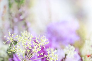 Meadowsweet, devedikeni, astransiyası ve fundalığı olan hoş bir çiçek geçmişi var. Grafiksel kaynaklar