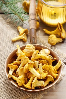 Cantharellus cibarius bilinen cantharellus cibarius