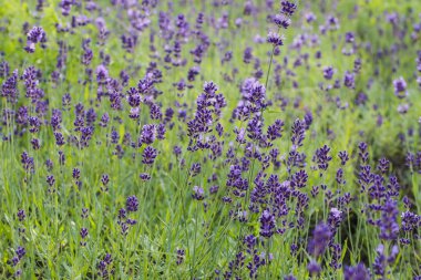 Yazın lavanta tarlası