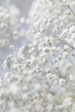 Küçük beyaz çiçekler (gypsophila paniculata) ile arka plan bulanıklık