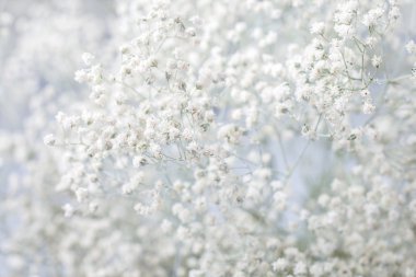 Küçük beyaz çiçekler (gypsophila paniculata) ile arka plan bulanıklık