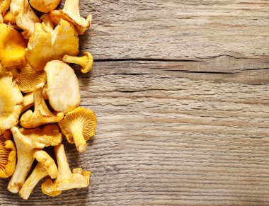 Cantharellus cibarius bilinen cantharellus cibarius