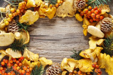 Sonbahar arka plan: mantar, rowan berry, koni ve köknar