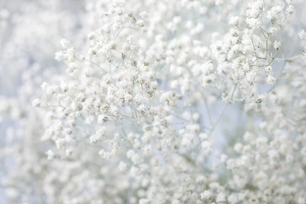 Rozmycie tła z małych białych kwiatów (łyszczec paniculata), — Zdjęcie stockowe