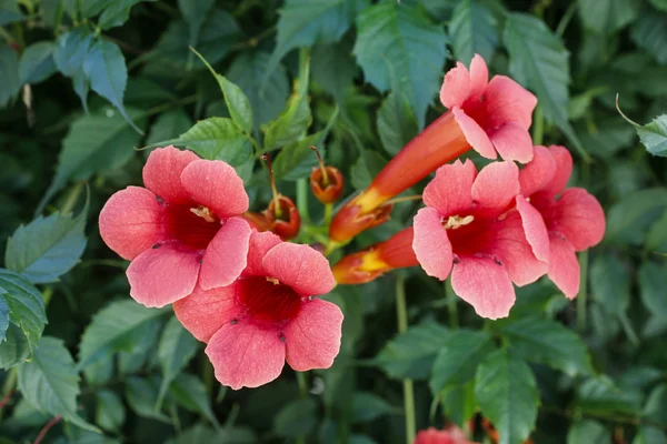 Campsis (trompet sürüngen, asma trompet) çiçek çiçek — Stok fotoğraf