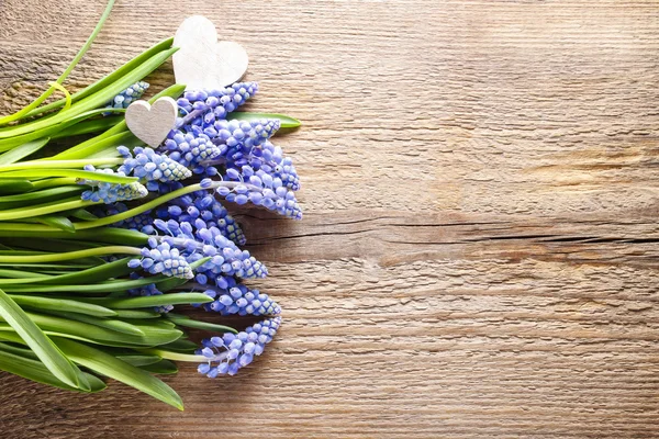 Flores de muscari azul (jacinto de uva) sobre fundo de madeira — Fotografia de Stock