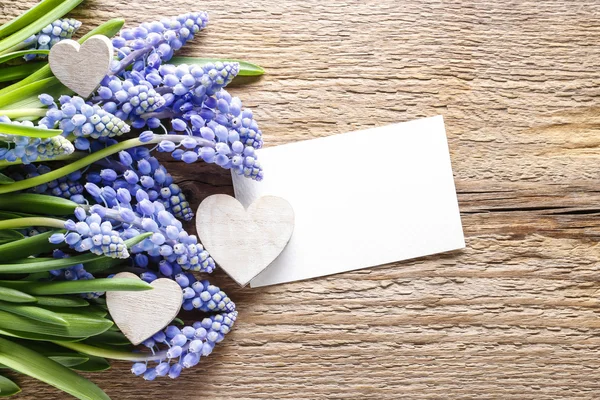 Flores de muscari azul (Jacinto de uva) sobre fondo de madera —  Fotos de Stock