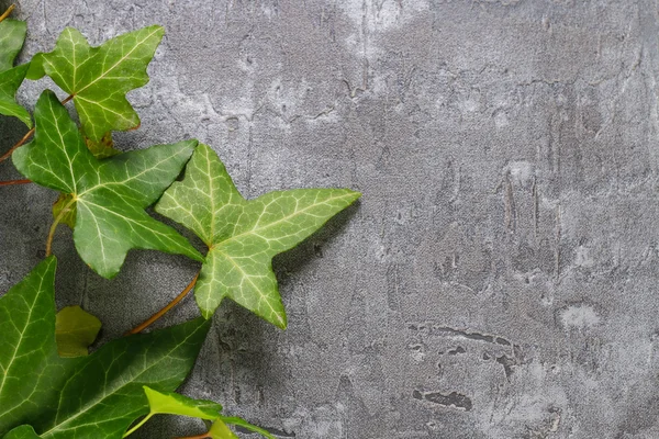 Edera foglie su una pietra — Foto Stock