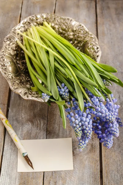 Μπλε muscari λουλούδια (υάκινθος σταφυλιών) — Φωτογραφία Αρχείου