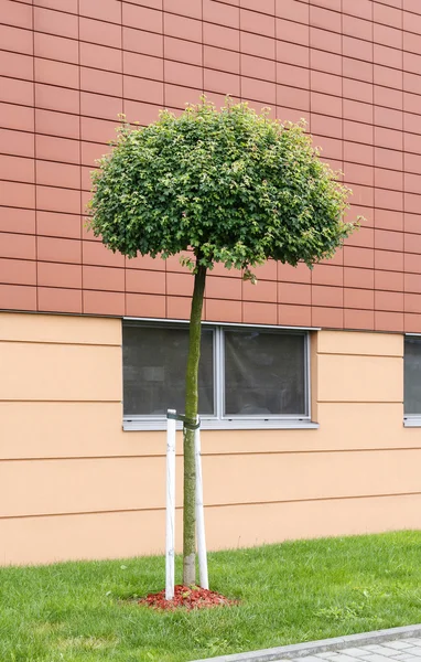 Single tree in front of modern building — Stock Photo, Image