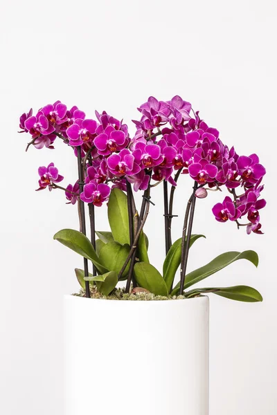 Bellissimi fiori di orchidea rosa isolati — Foto Stock