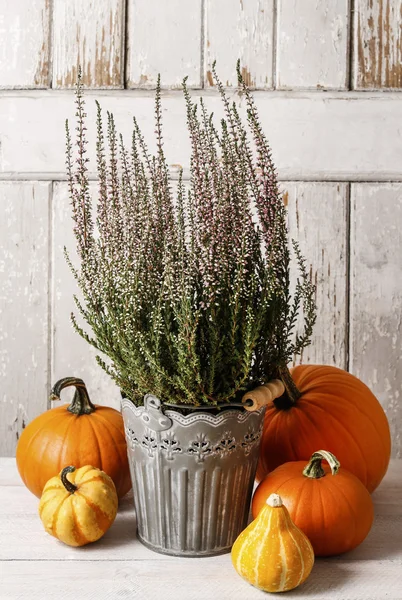 Bruyère (Calluna vulgaris) et citrouilles — Photo