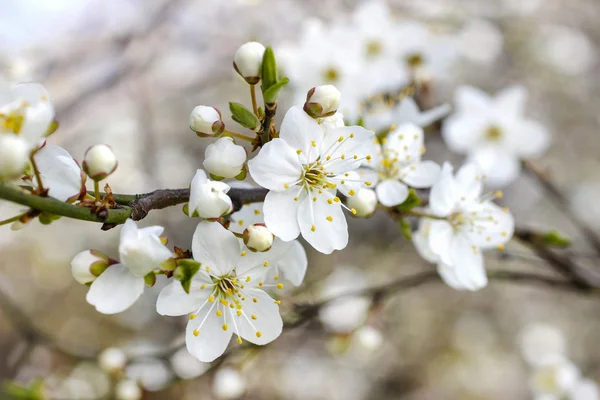 Rama floreciente de cerezo . — Foto de Stock