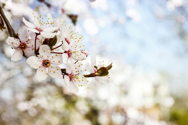Branche florissante de cerisier . — Photo