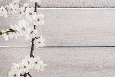 Ahşap arka planda kiraz çiçeği