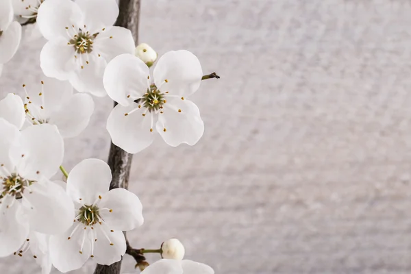 桜の木の背景 — ストック写真