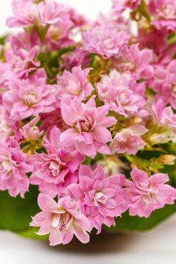 Kalanşoy blossfeldiana, yaygın olarak ekili ev bitkisi