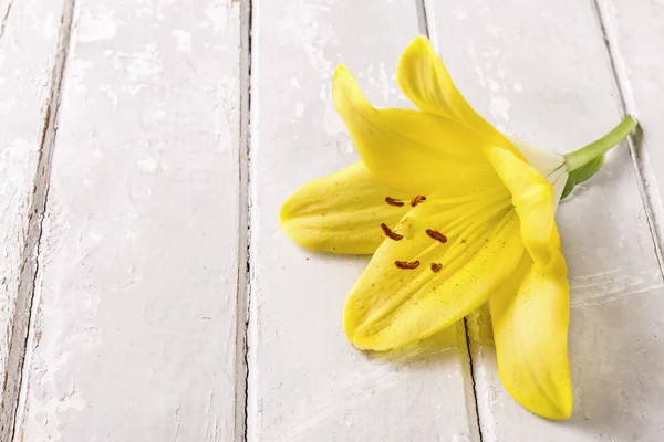 Gelbe Lilie Blume auf Holz Hintergrund — Stockfoto