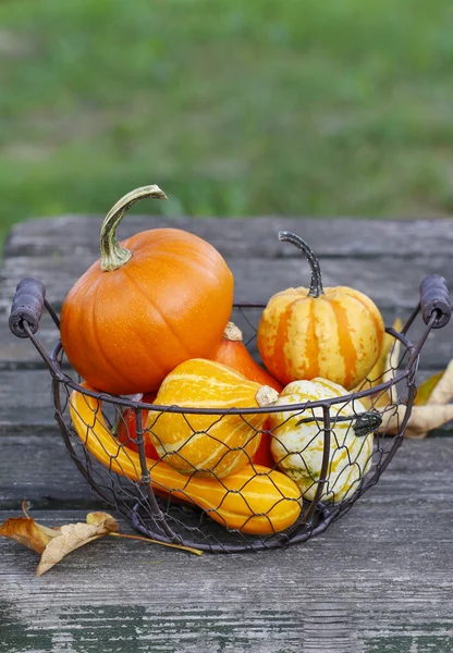 Pumpkins in a basket — Stock Photo, Image