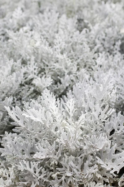 Jacobaea maritima (ragwort de plata) planta —  Fotos de Stock