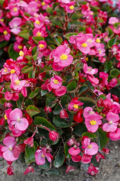 Begonia flowers garden decoration — Stock Photo, Image