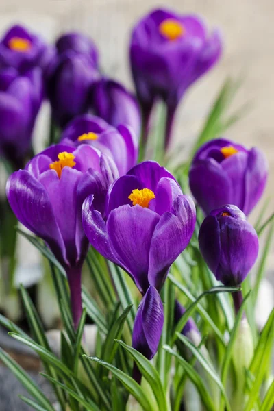 Beautiful violet crocuses — Stock Photo, Image