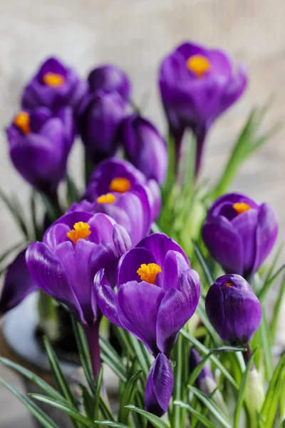 Beautiful violet crocuses — Stock Photo, Image