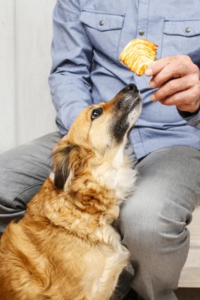 Amis pour toujours : l'homme nourrit son beau chien — Photo