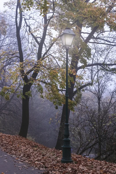 Misty evening in old park — Stock Photo, Image