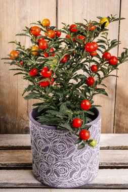 Seramik tencerede Solanum pseudocapsicum