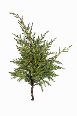 İzole Juniperus pfitzeriana şube