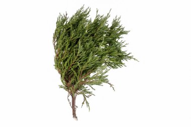 İzole Juniperus sabina şube