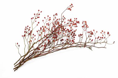 Rosa canina bitki izole 