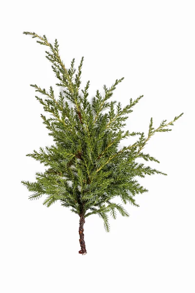 Juniperus pfitzeriana ramo isolado — Fotografia de Stock