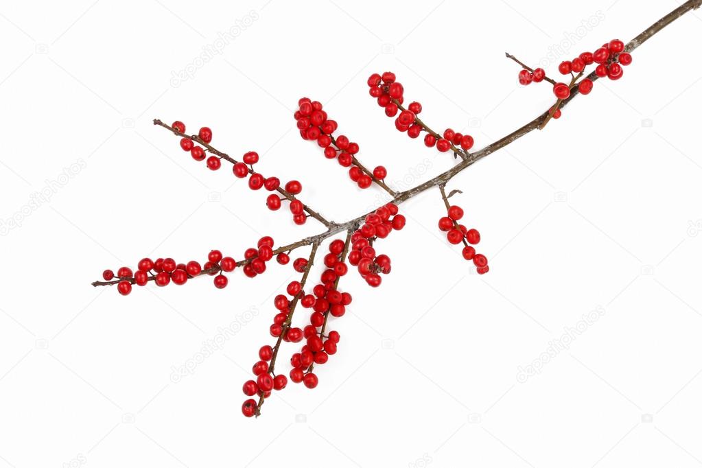 Ilex verticillata (winterberry)