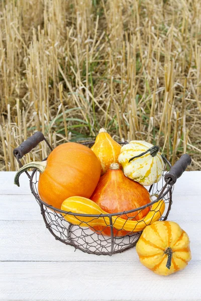 Basket of pumpkins — Stock Photo, Image