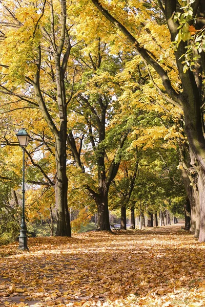 Autumn alley in the city — Stock Photo, Image