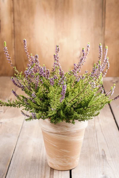 Heather och pumpor på träbord — Stockfoto