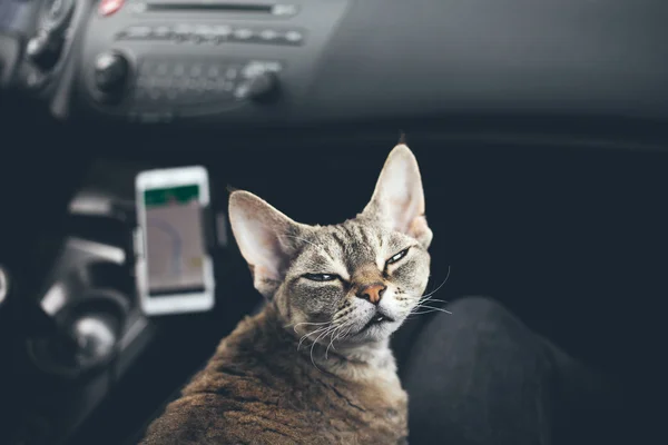 Gato viajando en coche —  Fotos de Stock