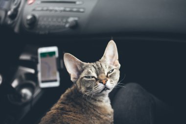 Kedi arabada seyahat ediyor.