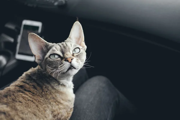 Katten reser i en bil — Stockfoto