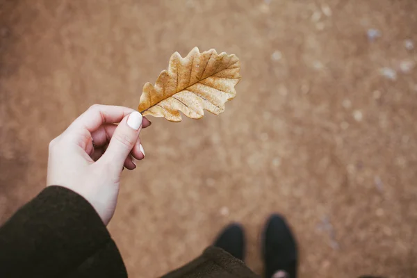 Dry oak leaf in hand — Stock Photo, Image